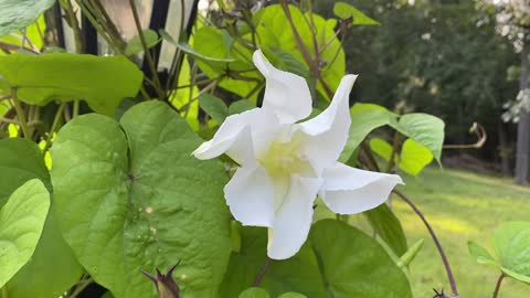 Moon flowers bloom part 4