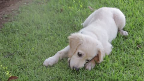 Cute white dog playing on grass outdoor