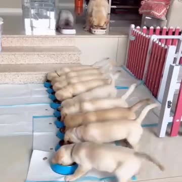 Puppy Eating Food In Discipline
