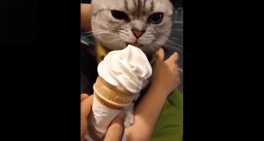 Cat licking ice cream