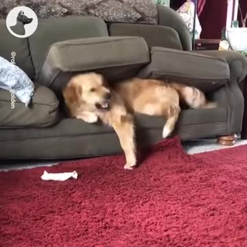 Funny Golden Retriever Dog Throws Tantrum Inside Couch
