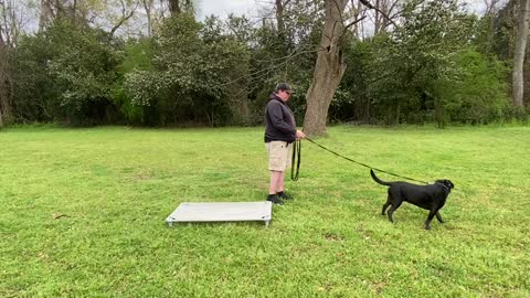 Buster | 4 Year Old Lab Mix | Macon Labrador Trainers