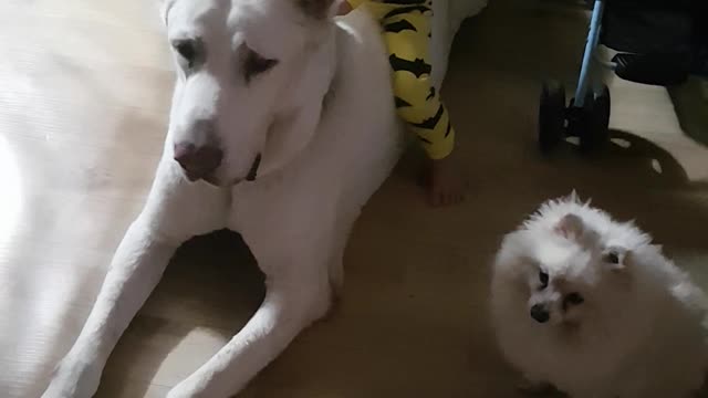 cute baby playing with big dog