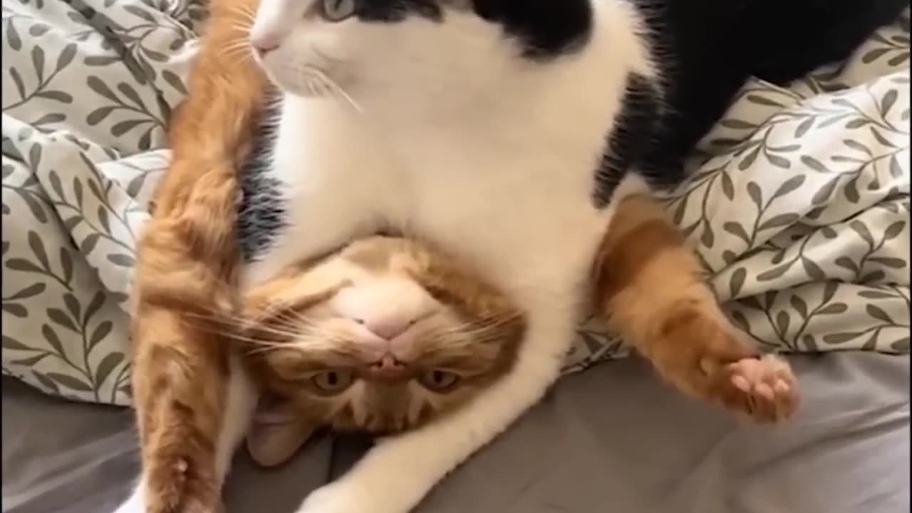 😍 The Cutest Pets: A Compilation You Need to See!