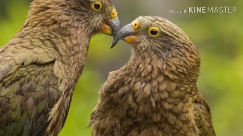 India parrot kissing video