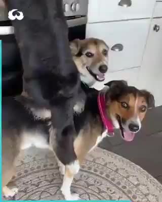 przestępczość zorganizowana