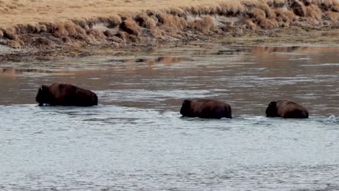 Bison River Crossing