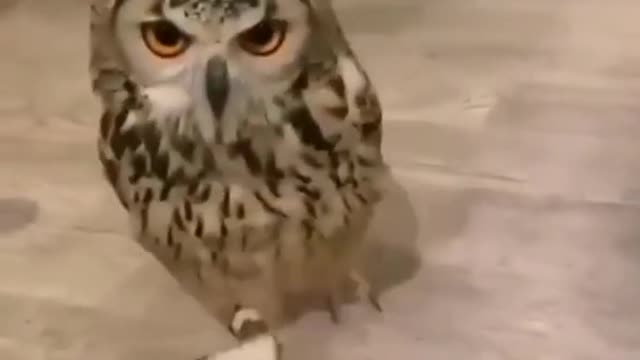 Have you ever seen an owl running?