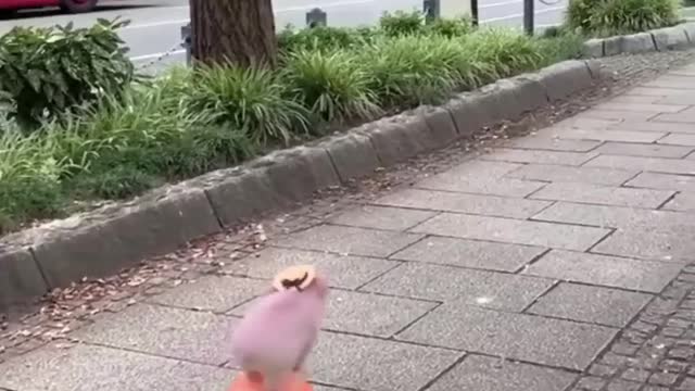 Piggy boi taking a stroll through the town