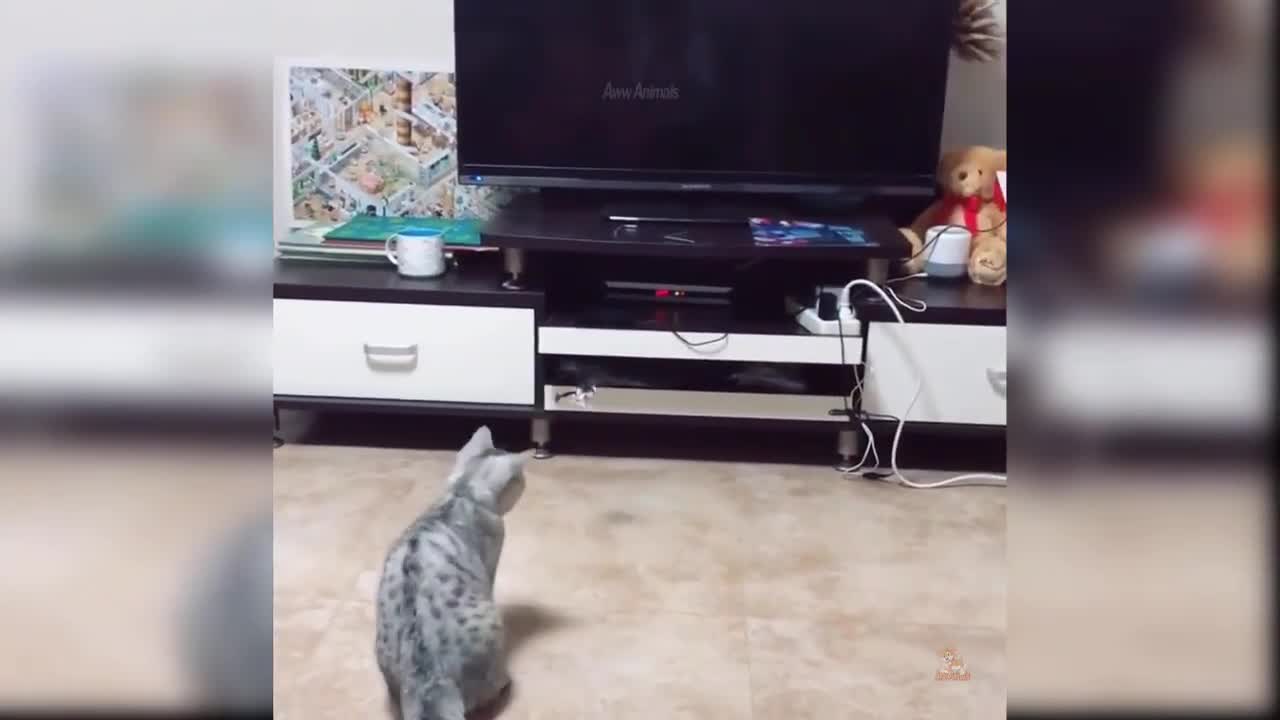Talent and Skilled Cute pets and Animals 🤪🤣