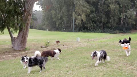 Funny dogs playing in the foster