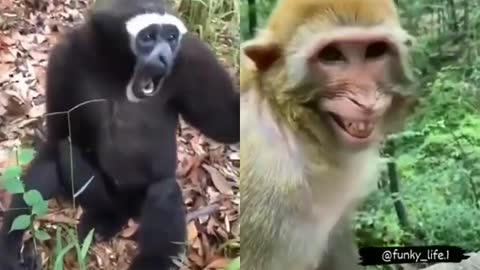 Funny monkey video