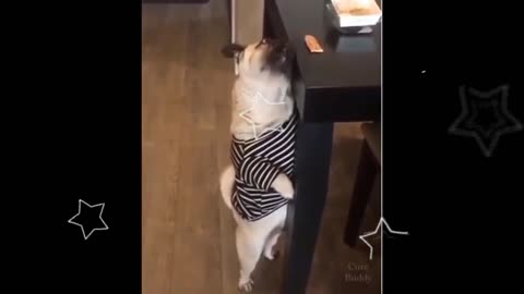 This Pug is hot and hungry, so much fun!