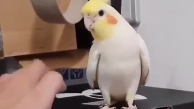 The parrot is very smart, he imitates his owner
