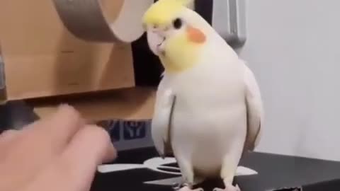 The parrot is very smart, he imitates his owner