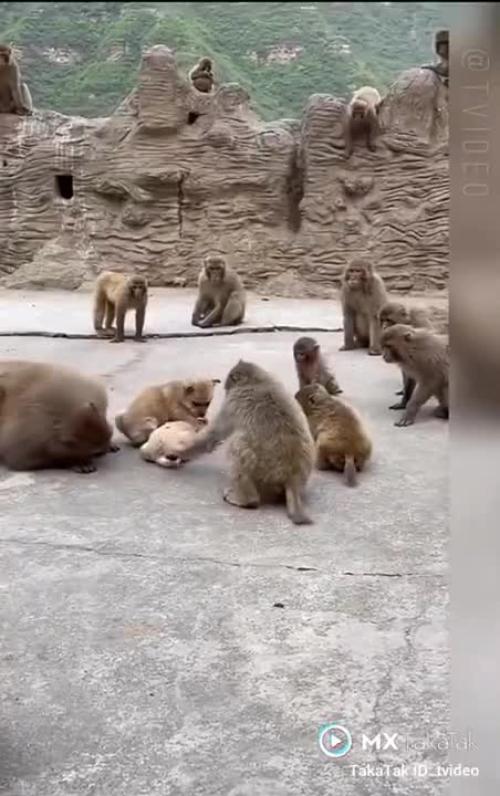 monkey funny video 😉😉😉 #shorts