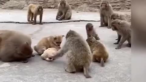 monkey funny video 😉😉😉 #shorts