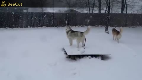 dogs play on the snow