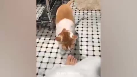 OMG So Cute _ Funniest Cats And Dogs top 10