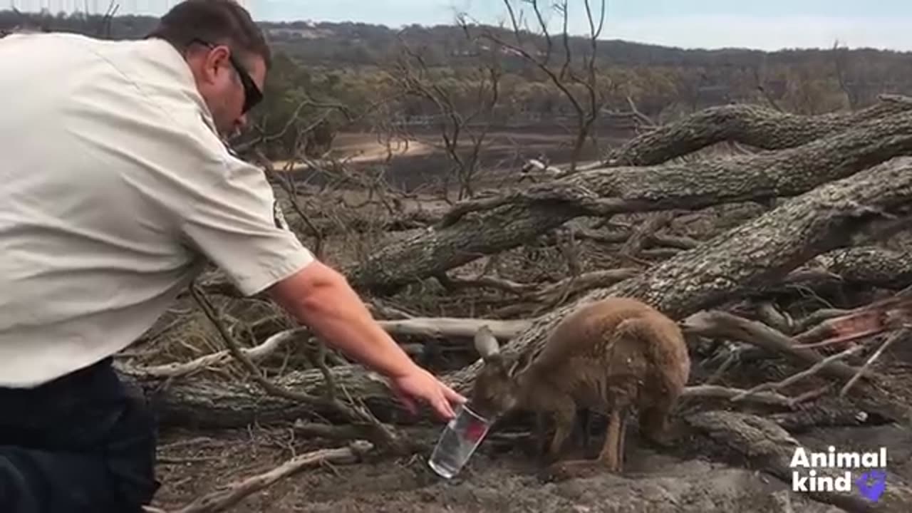 Rescuers race to save Australia's wildlife | Animalkind