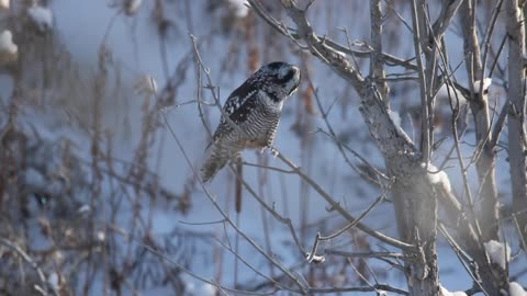 Documentary on big birds in Canada #kingeagle#owl