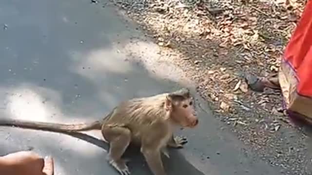 monkey video funny