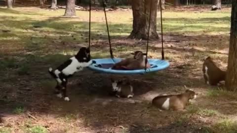 Cats and Dogs having fun will make your day