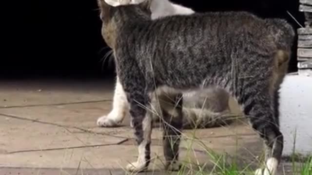 Two real cat fight compilation videos 2021