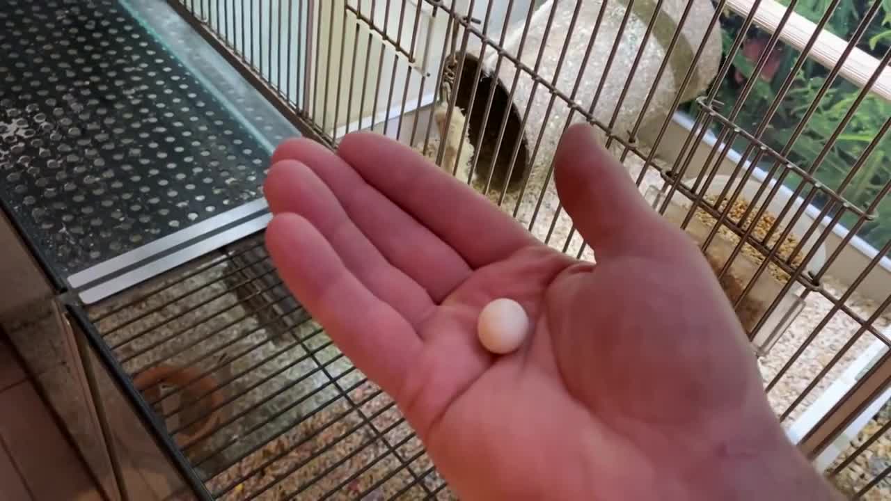 The Smallest Parrot you have ever seen - Tiny egg rescuep2