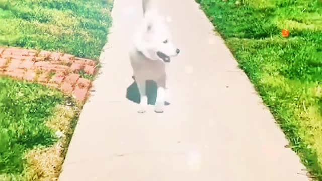 A funny little puppy