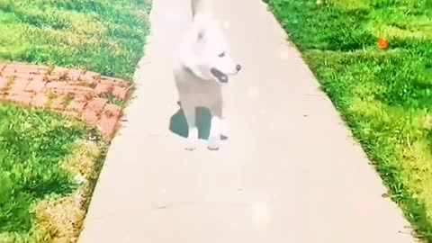 A funny little puppy