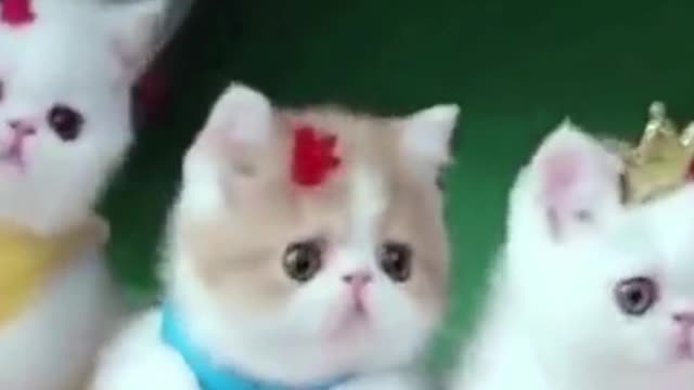 Funny Animal Videos 2022 π - Funniest Dogs And Cats Videos πΊπ #3