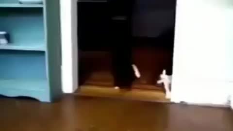 Can animals dance?🤣🤣