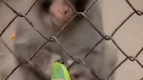 Angry Monkey