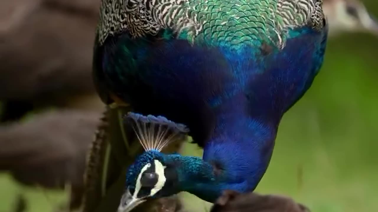 natural beauty full national bird peacock