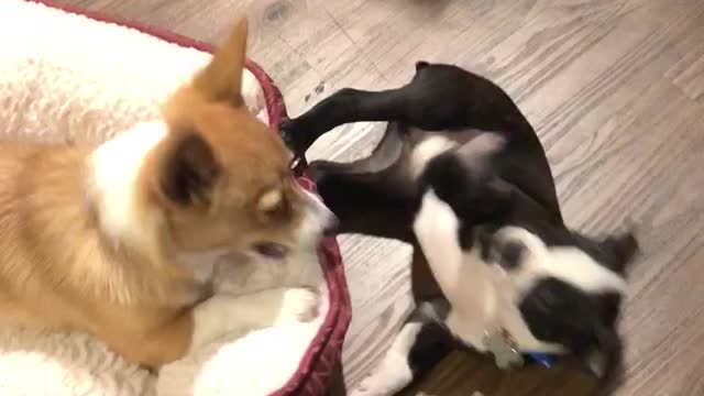 Corgi Doesn’t Want To Share Bed