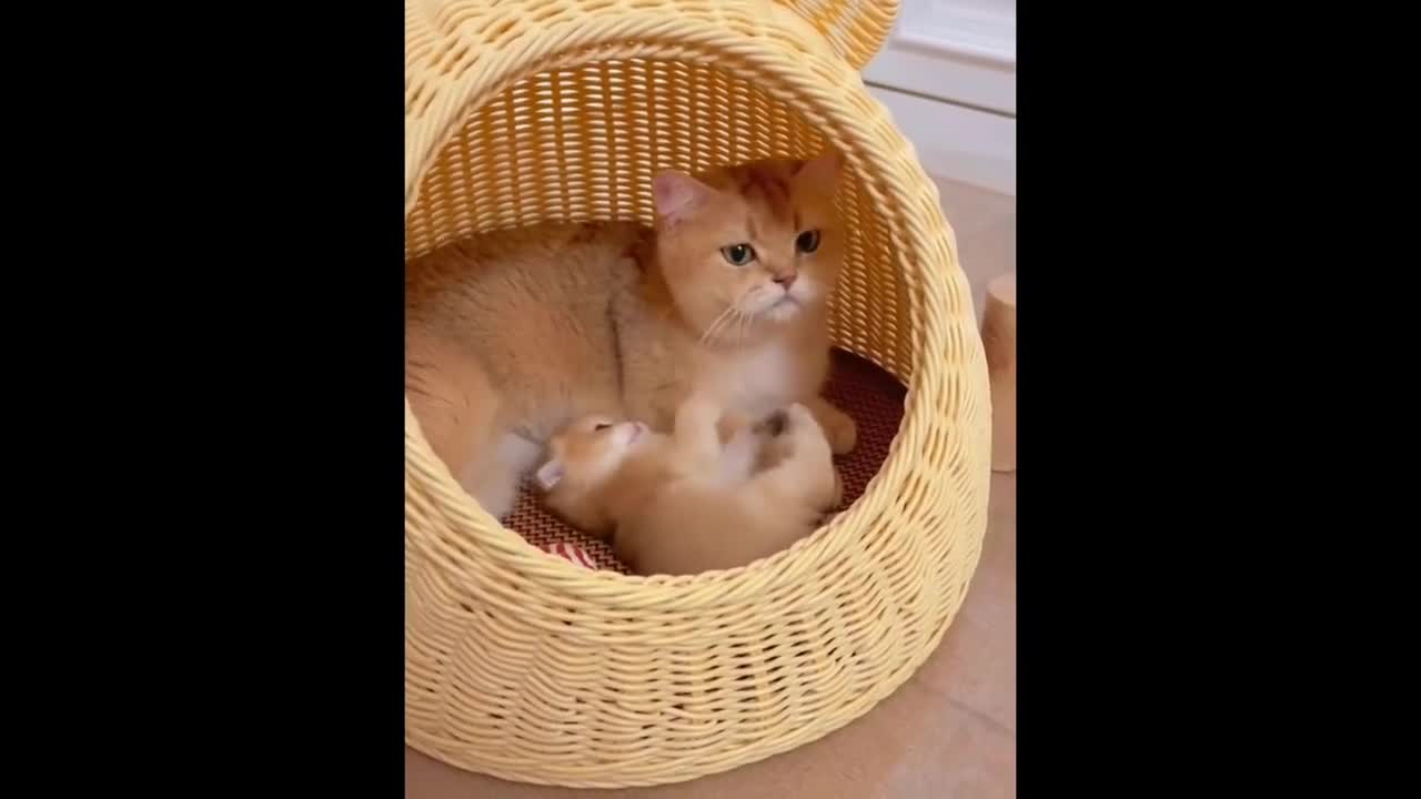 Cute kitten video