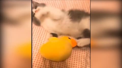 Try not to laugh 😂😂😂😂😂😂😂