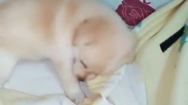 A CUTE PUPPY BITES MY BLANKETA