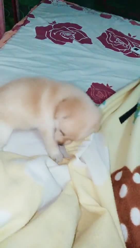 A CUTE PUPPY BITES MY BLANKETA