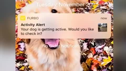 Dog owner spies on their golden retrievers