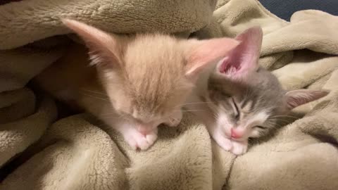 Two cute little cats sleeping.