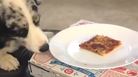 White and grey dog trying to eat pizza from plate