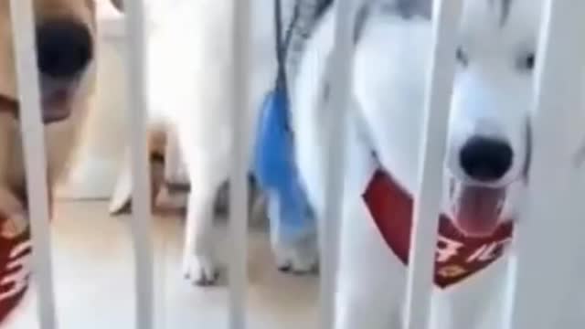 Funny Dog Getting Scared Prank Video