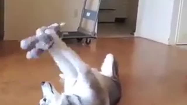 Dog Play toy aww