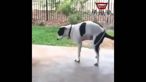 Dog dancing hula hoop without leaving the rhythm of the song!