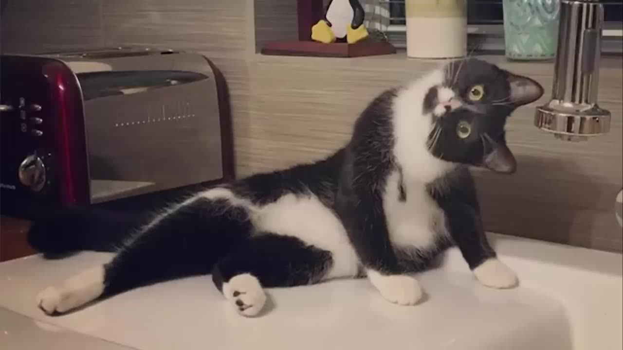 funny cat video 45s