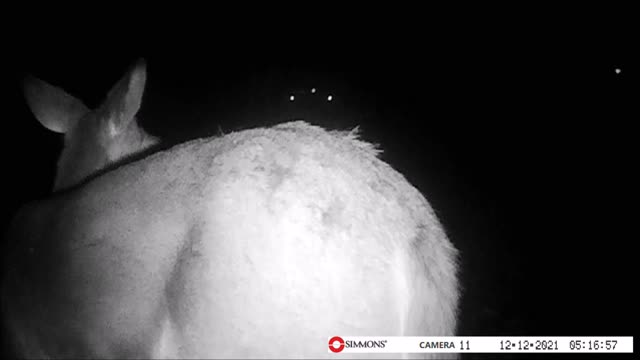 Backyard Trail Cam - Deer Mooning Camera