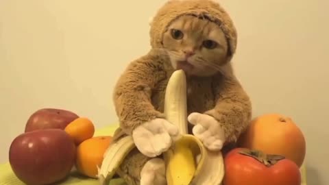 Plush kitten