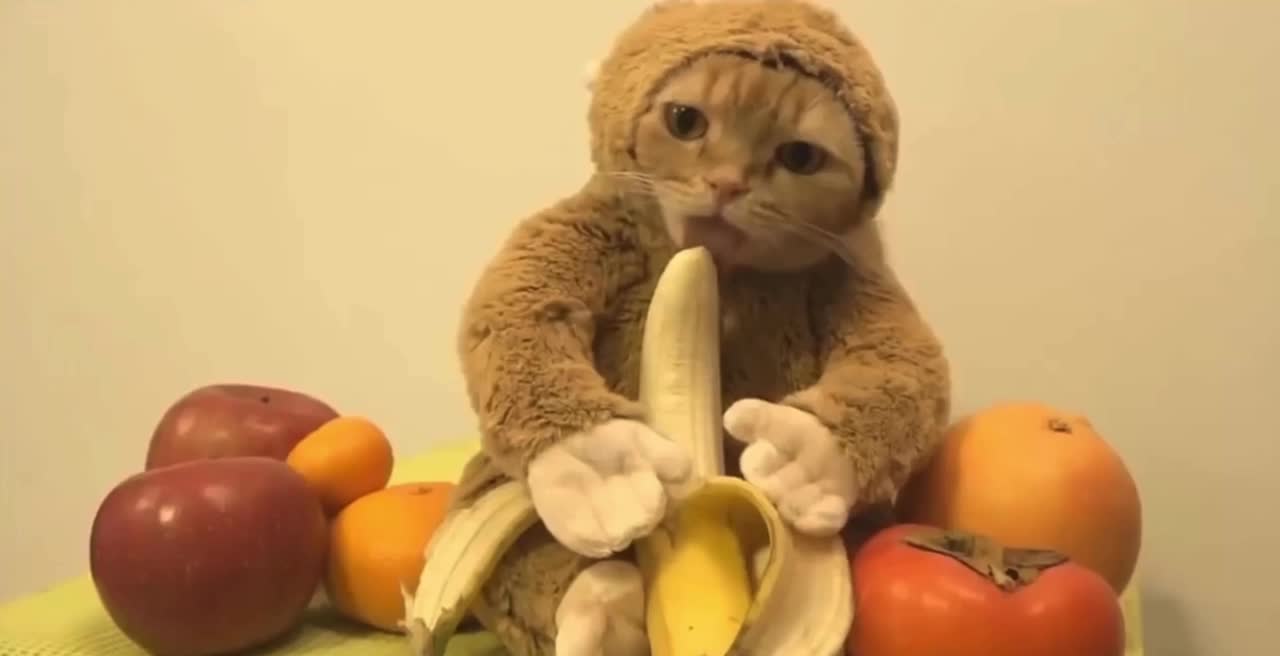 Plush kitten